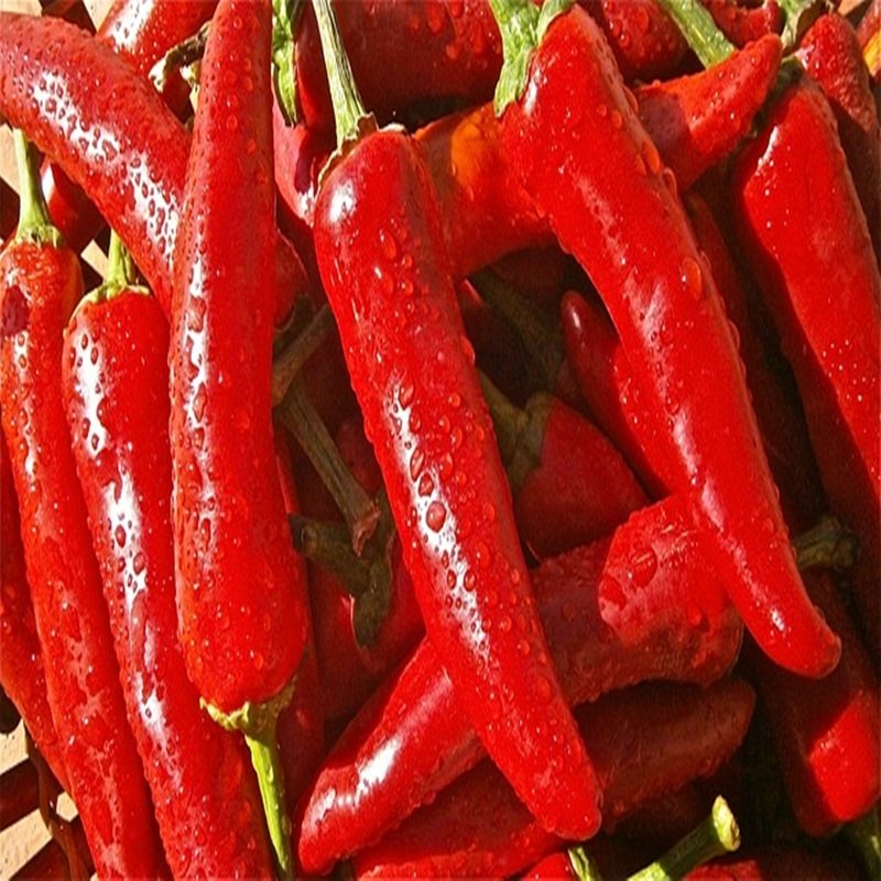 Chili Pepper